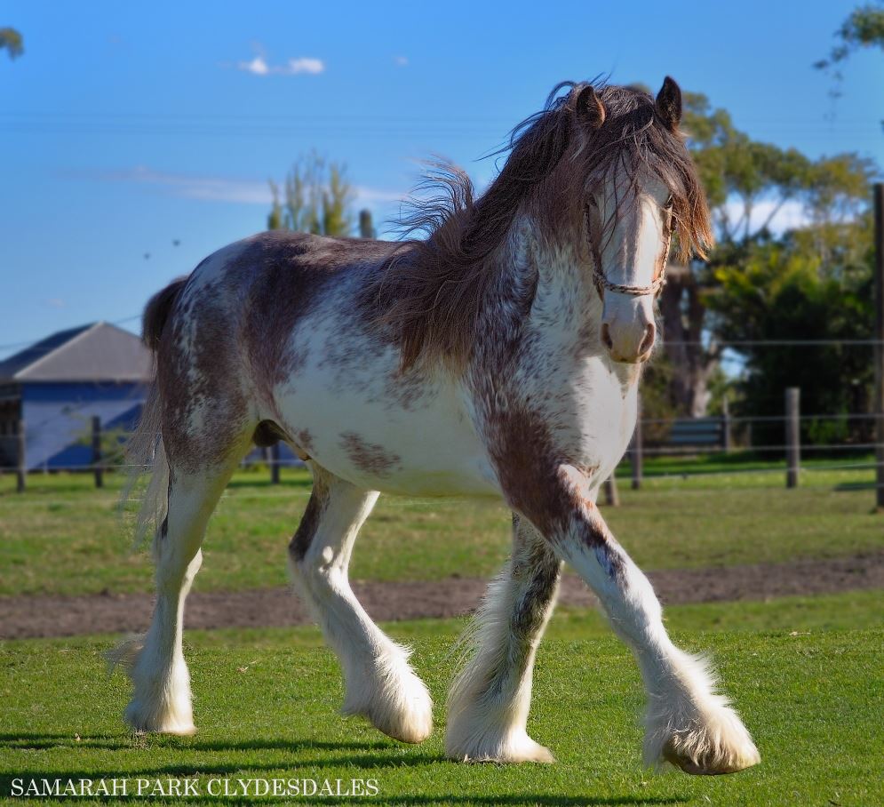 @Samarah Park Clydesdale Horses